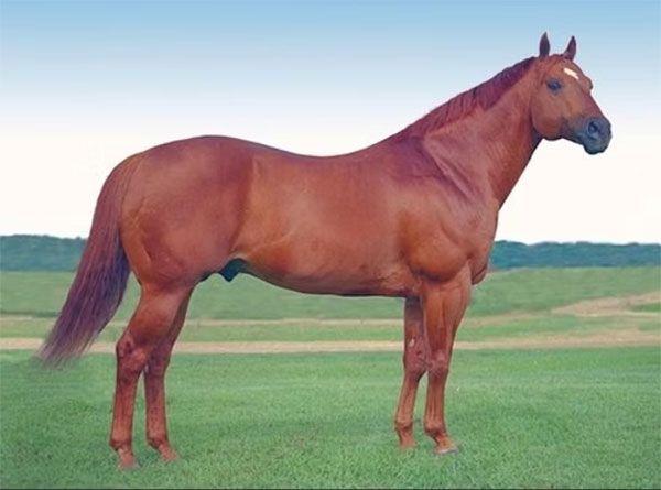 Stallion photographed from a specific angle
