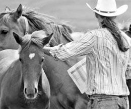 Oklahoma and Colorado have announced updated EIA requirements due to the recent positives found in the Quarter Horse community. 