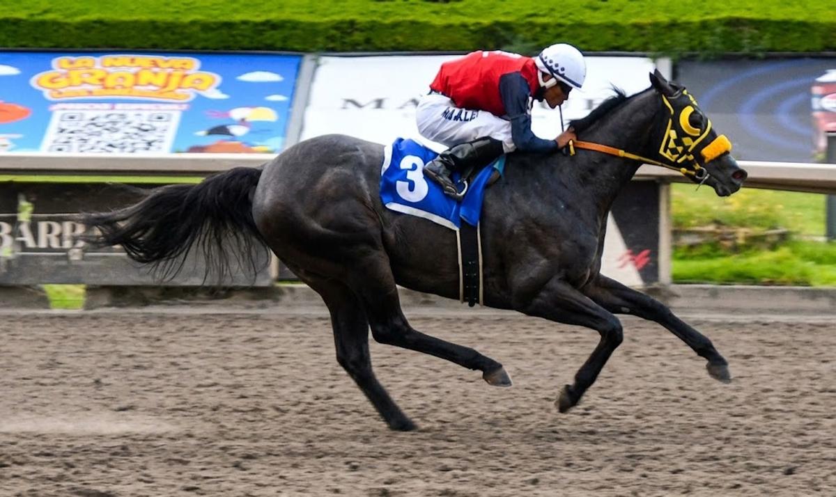 Br Pocho Captures $16,884 Futurity Las Américas At Hipódromo De Las Américas