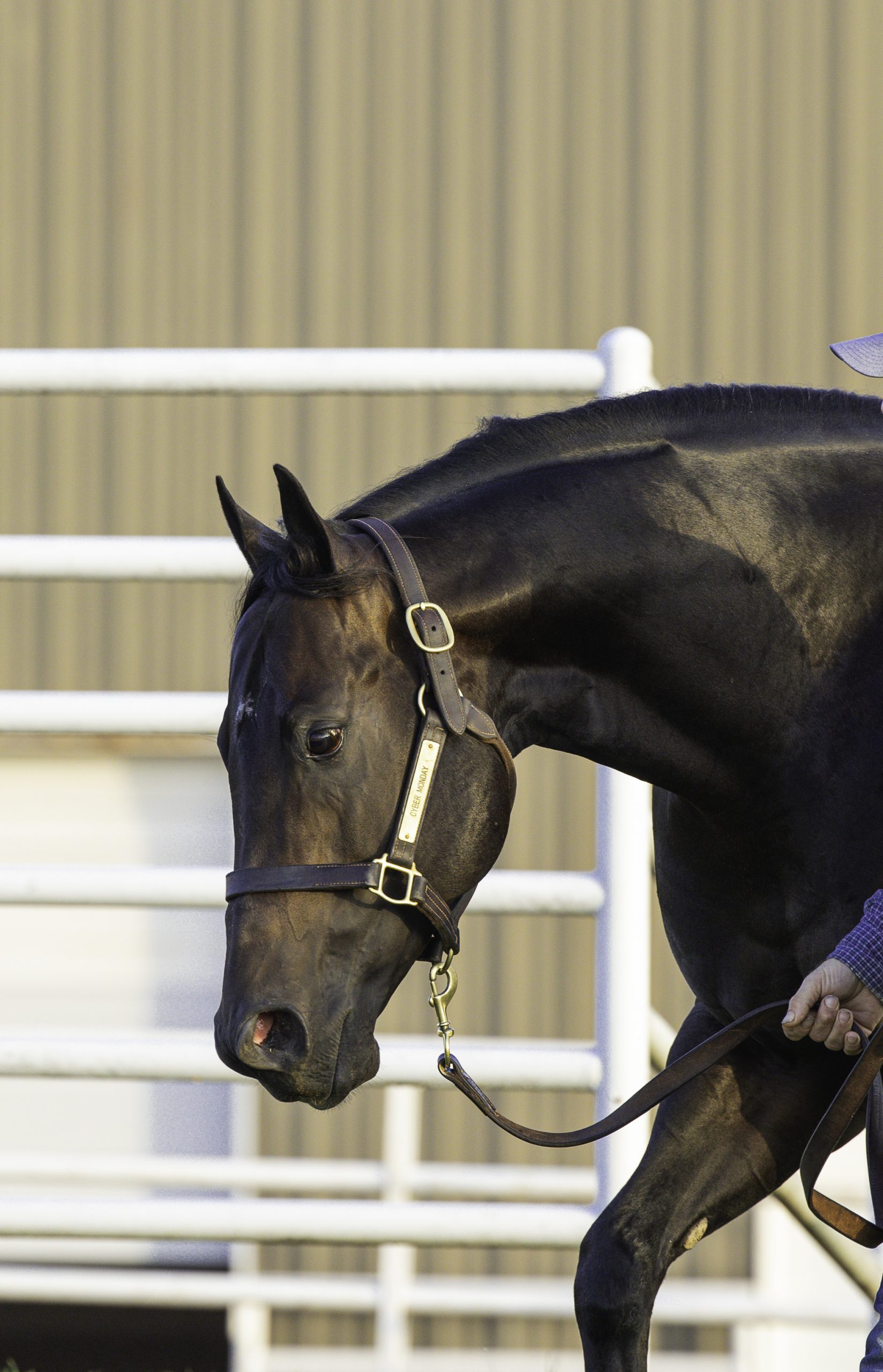 Stallion photographed from a specific angle
