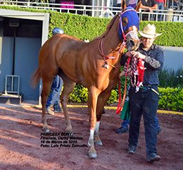 Princesa Bury after winning her trial heat to the Mexico Derby.