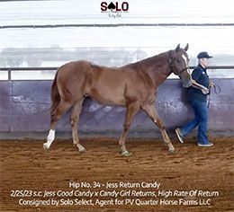 Solo Select Horses