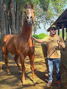 American-bred Gold Medal Jess was the leading sire in Brazil in 2025.