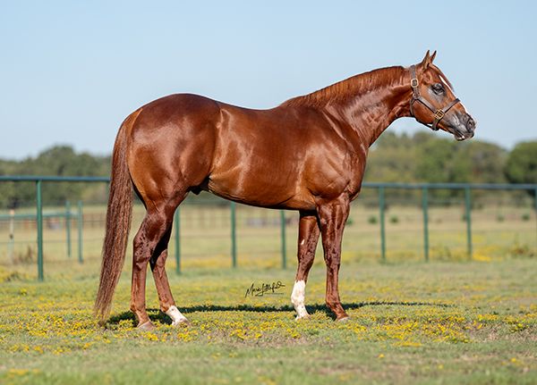 Stallion photographed from a specific angle