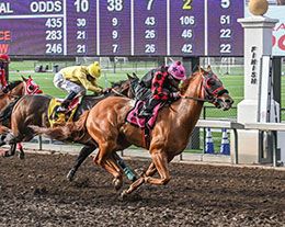 Mr Royal Cartel, under jockey Mark Jasso, won the opening trial Monday.