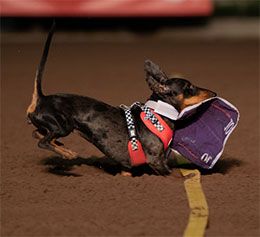 Los Alamitos Race Course
