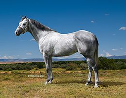 SPEEDHORSE