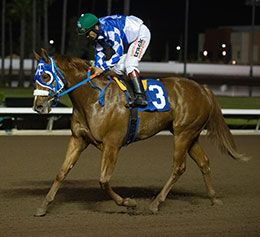 Apolitical Chilitas won a shake for the 10th spot after dead-heating with Apprehensive for second to Ohana Spirit.