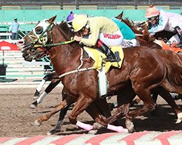 Bella Faccia, under jockey Jacob Enriquez, won the $26,750 Dashing All The Way Stakes at Turf Paradise.