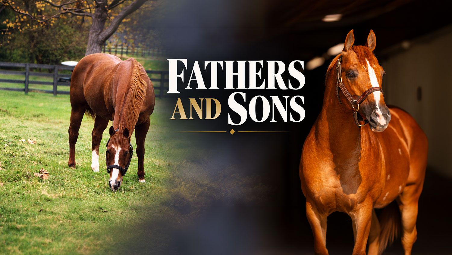 With four sons combining for more than $59 million in progeny earnings, Apollitical Jess is building a powerful sire-of-sires legacy that could challenge the dynasty established by First Down Dash.