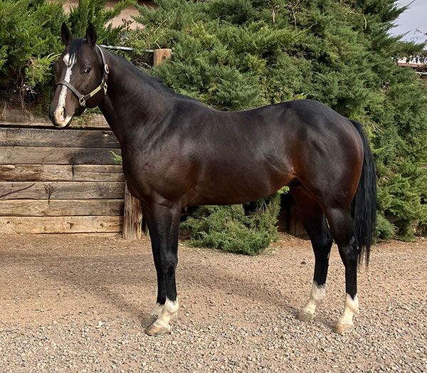 Stallion photographed from a specific angle