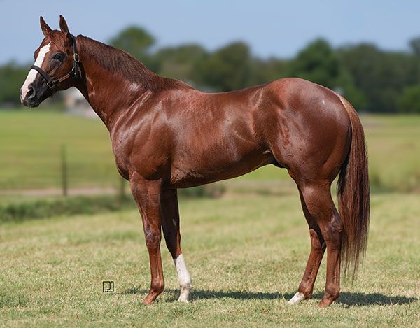 Stallion photographed from a specific angle
