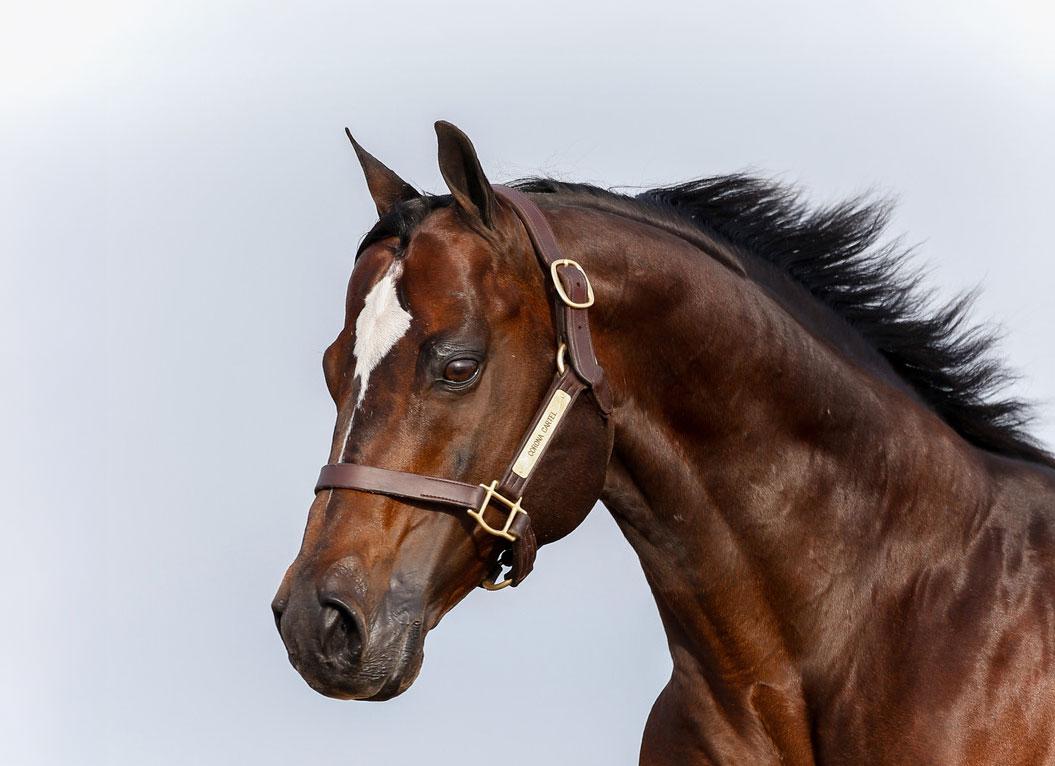 Corona Cartel: A Quarter Horse Racing Dynasty That Continues to Shape the Breed