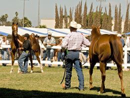 Los Alamitos Equine Sale