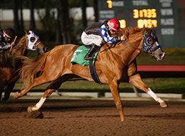 Champion Lethal Cowboy 123 winning the opening trial on Sunday night.