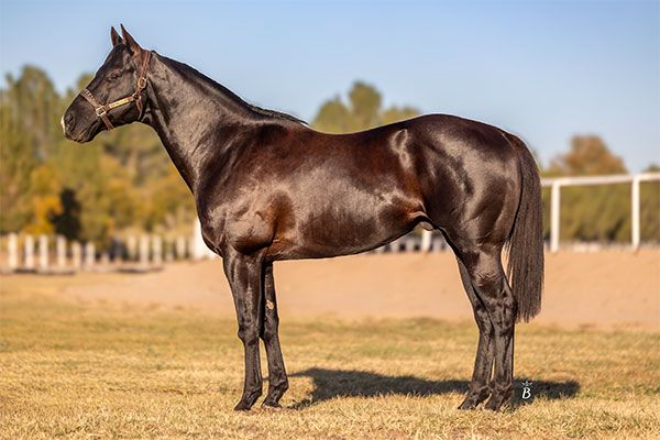 Stallion photographed from a specific angle