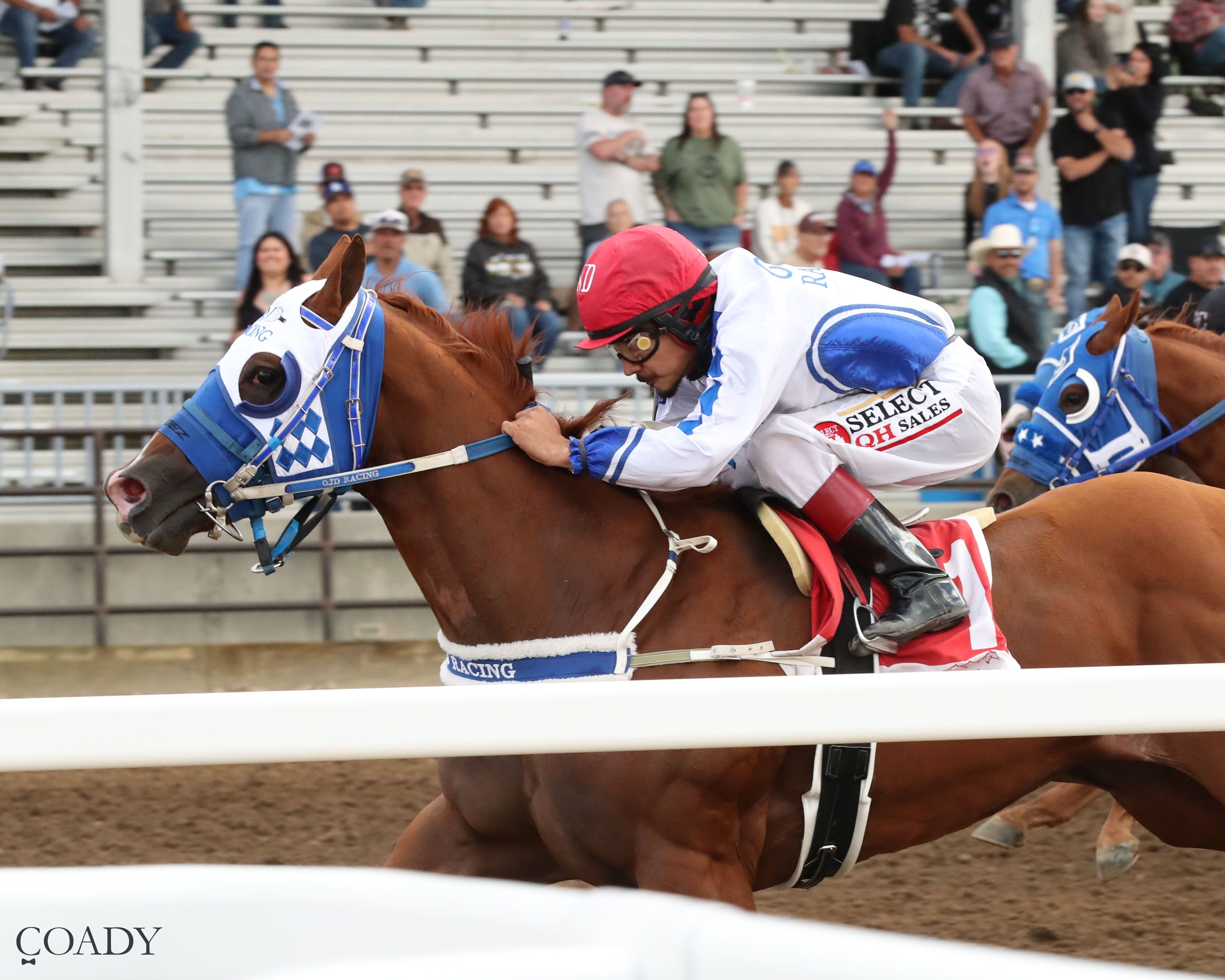 Ojd Tempt Me Not Dominates $300,000 Sweetwater Downs QH Futurity