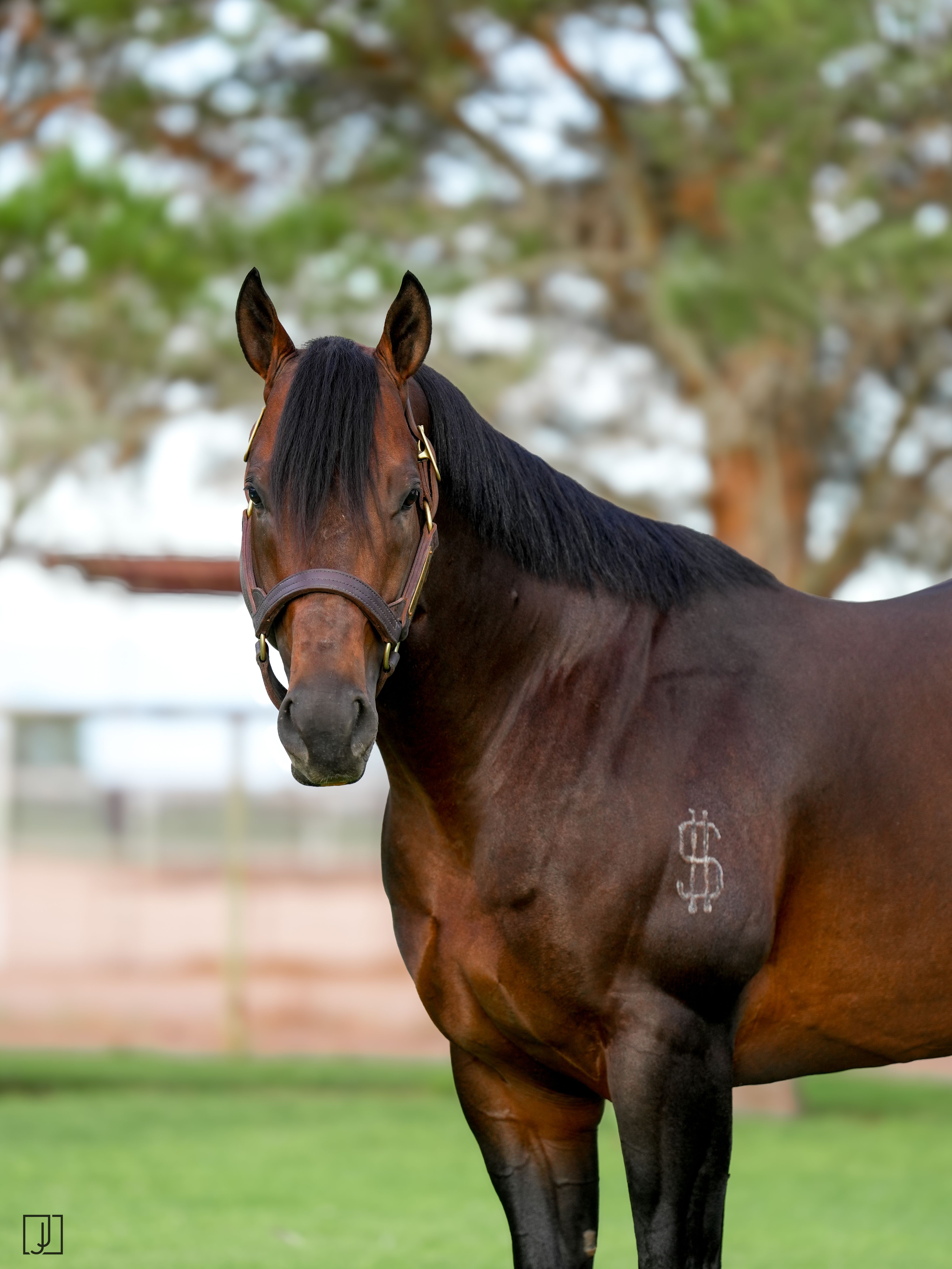 Stallion photographed from a specific angle