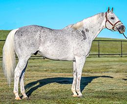 Power Jam was represented by a pair of stakes winners Saturday night at Evangeline Downs, further strengthening his growing résumé.