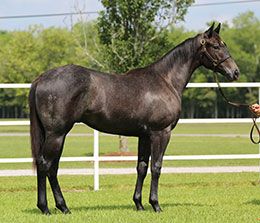 Beleavin is a $24,000 LQHBA Yearling Sale graduate.