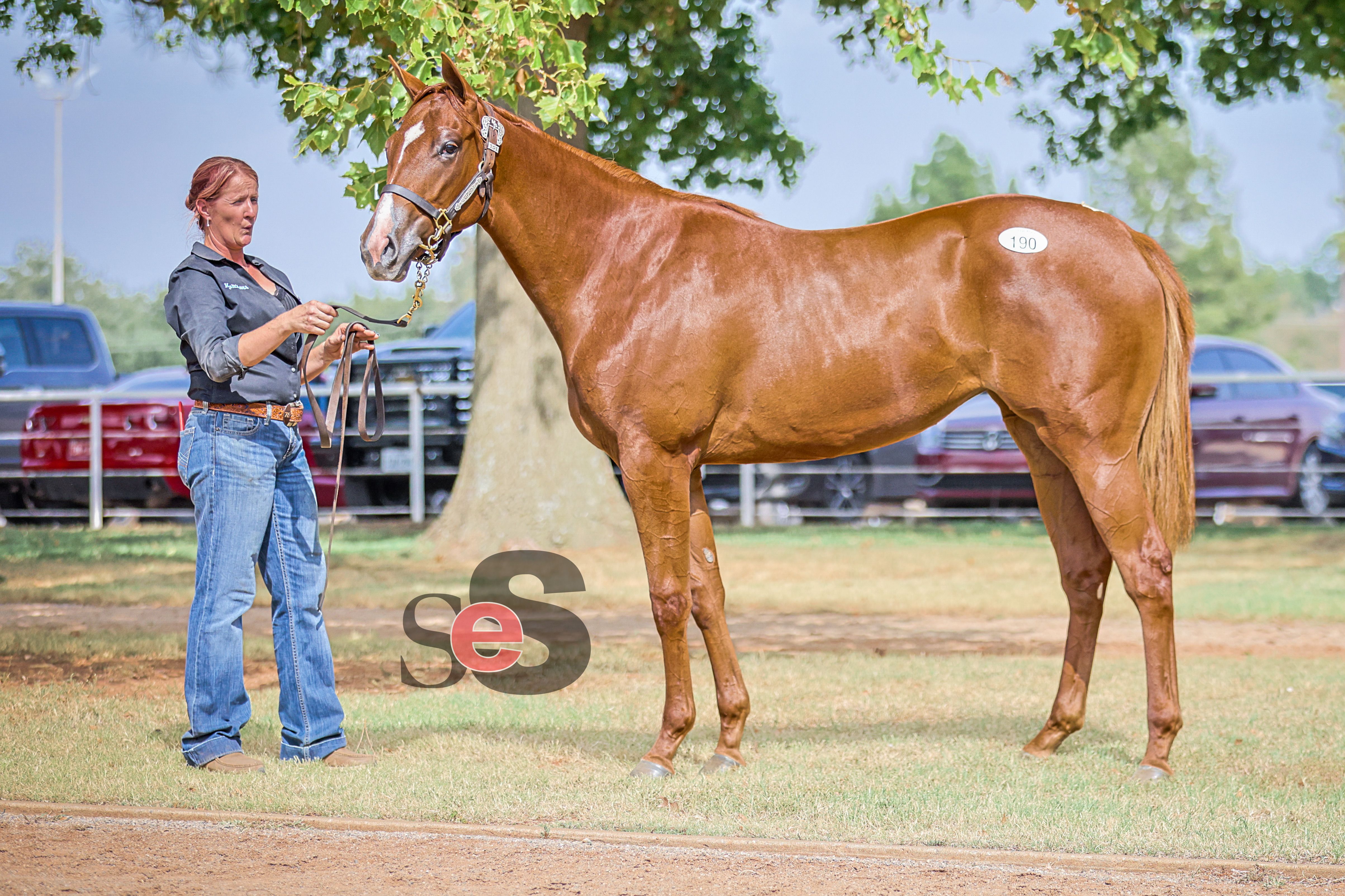 2026 HERITAGE PLACE YEARLING SALE RECAP—SESSION 1 (VIDEO)