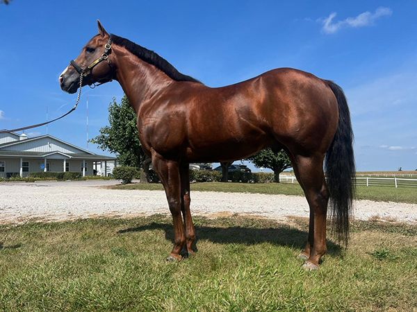 Stallion photographed from a specific angle