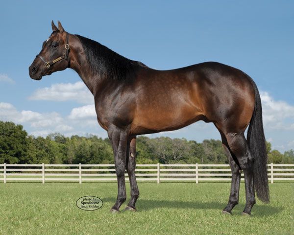 Stallion photographed from a specific angle