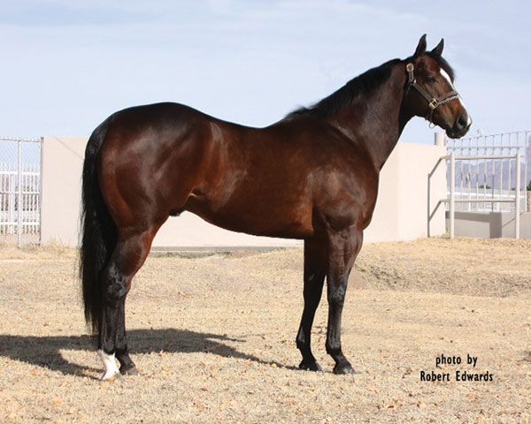 Stallion photographed from a specific angle