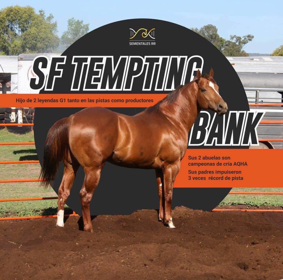 SF Tempting Bank, a son of Shake The Bank, also became a sire, with winners including SF Hunter Bank and SF Gotta Bank
