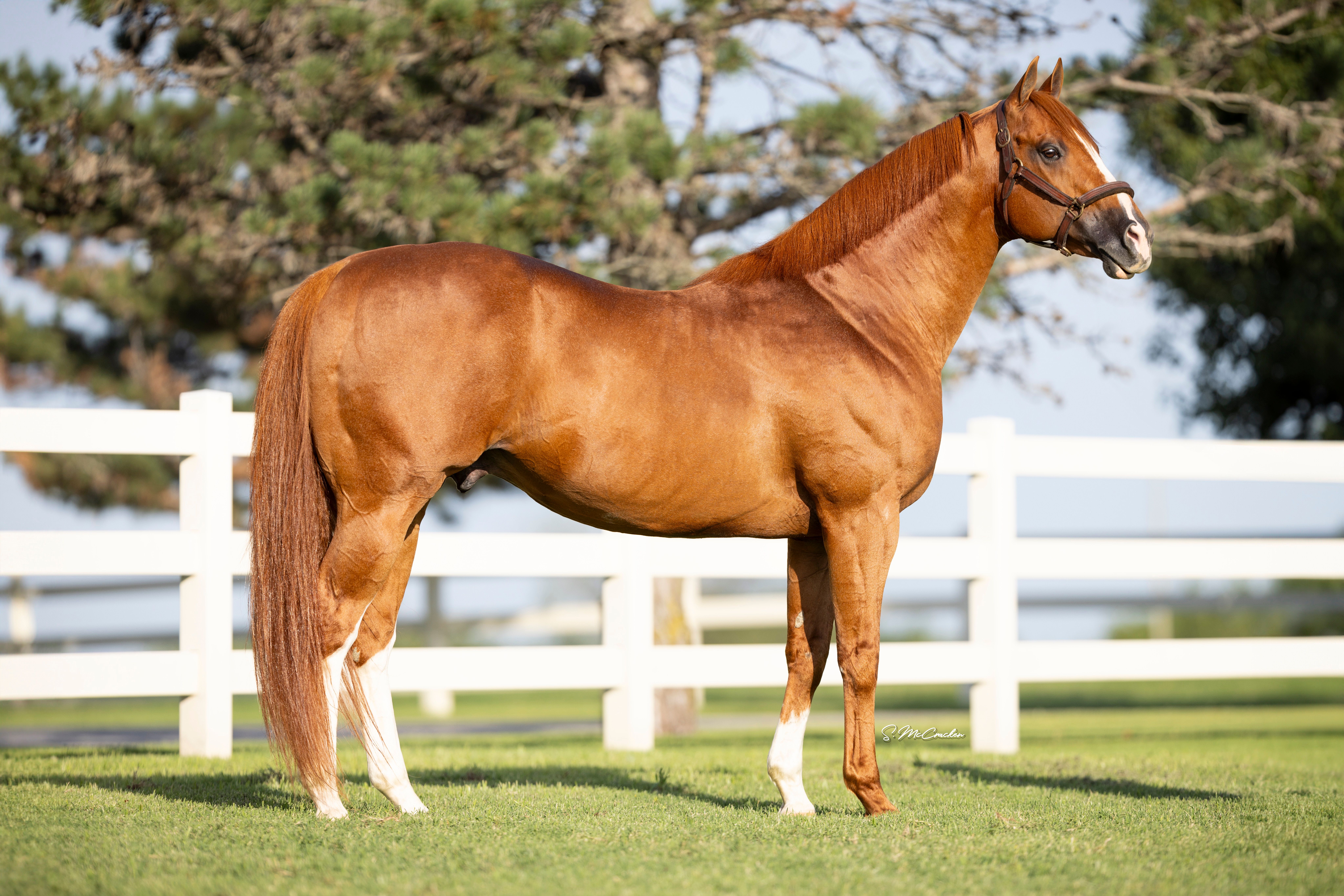 The #2 All-Time Leading Sire of Money Earners Apollitical Jess.