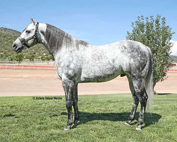 Stallion photographed from a specific angle