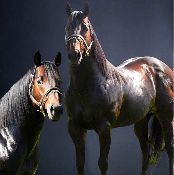 Stallion photographed from a specific angle