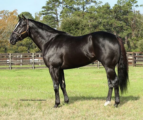 Stallion photographed from a specific angle
