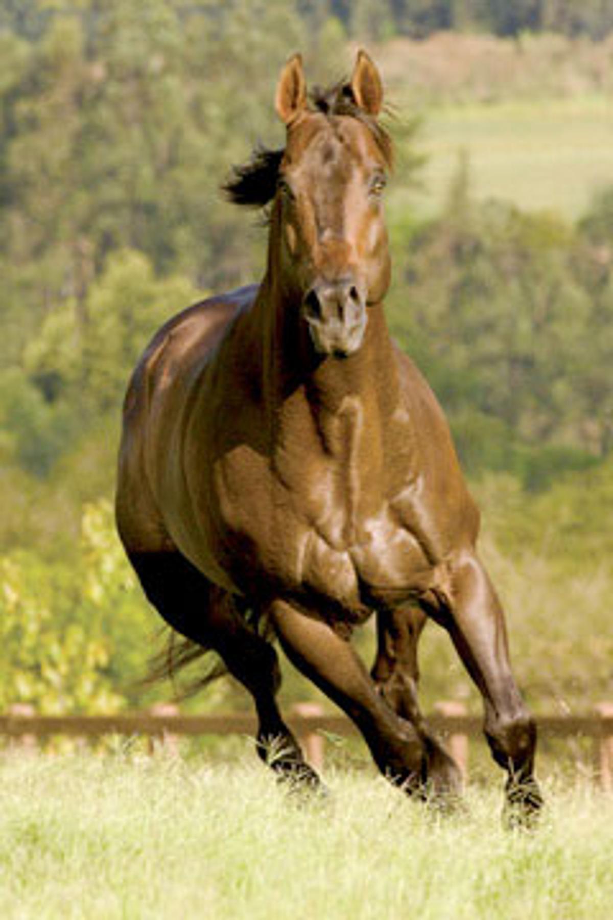 Stallion photographed from a specific angle