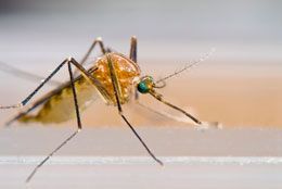 Quarter horses in Iowa and Wyoming have tested positive for WNV