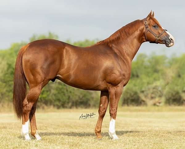 Stallion photographed from a specific angle