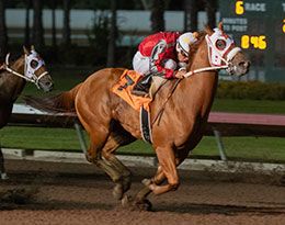 Party Time Tom, under jockey Armando Cervantes, winning the fourth trial on Sunday.