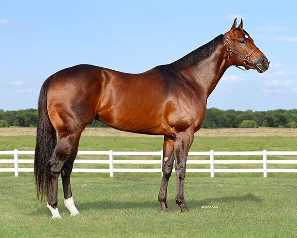 Stallion photographed from a specific angle