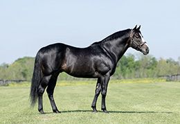 Multiple graded stakes sire Majestic Cartel will stand the 2026 breeding season at Abrahams Equine Clinic in Cedar Rapids, Iowa.