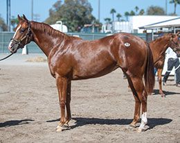 Tom Lipar's Paragon Farms paid $190,000 for Saturday's sale-topper, Hip 70 Cold Shoulder from the consignment of Burns Ranch.