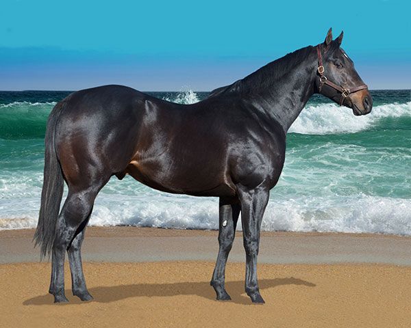 Stallion photographed from a specific angle