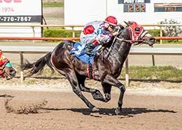 Shown winning his trial, San Vandido finished third in the Grade 2 $346,566 Louisiana Downs Futurity last month.

.