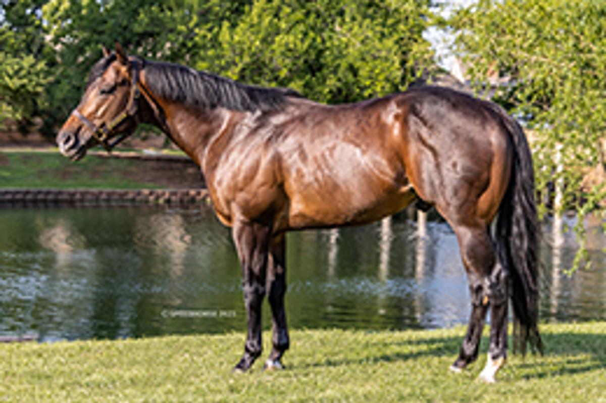 Speedhorse