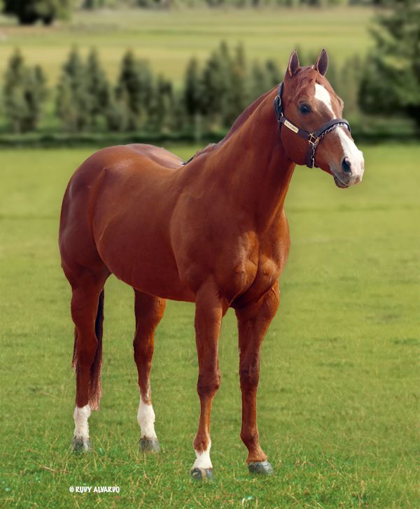 Stallion photographed from a specific angle