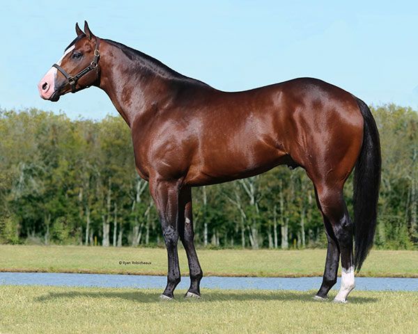 Stallion photographed from a specific angle