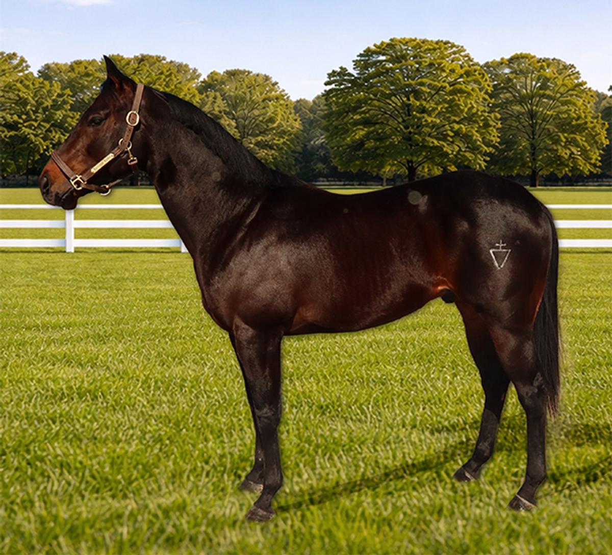 Photo of Apollitical Rocket