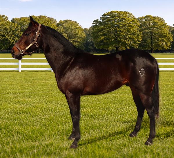 Photo of Apollitical Rocket