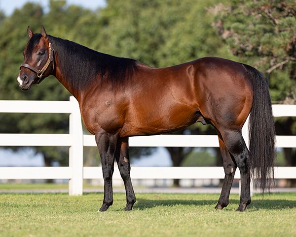 Stallion photographed from a specific angle