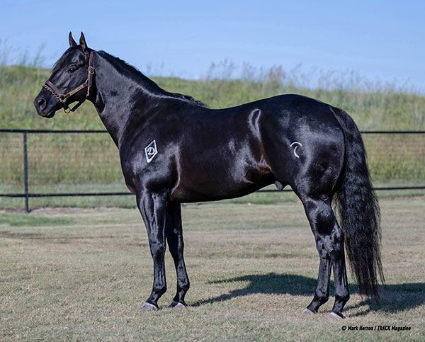 Stallion photographed from a specific angle