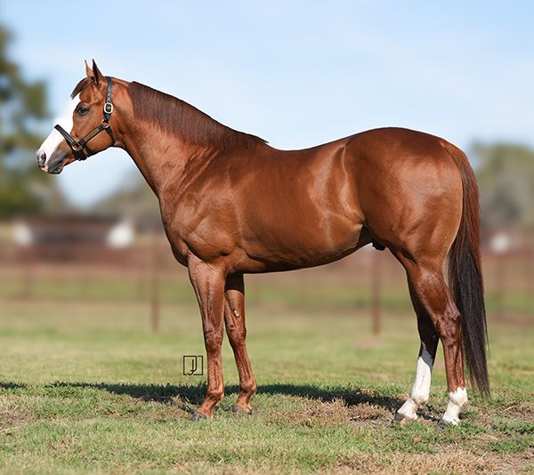 Stallion photographed from a specific angle